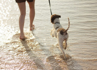 Akcesoria i preparaty dla psów
