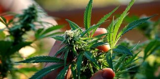 Olejek CBD