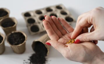 5 najbardziej wydajnych odmian do uprawy w pomieszczeniach lub na zewnątrz