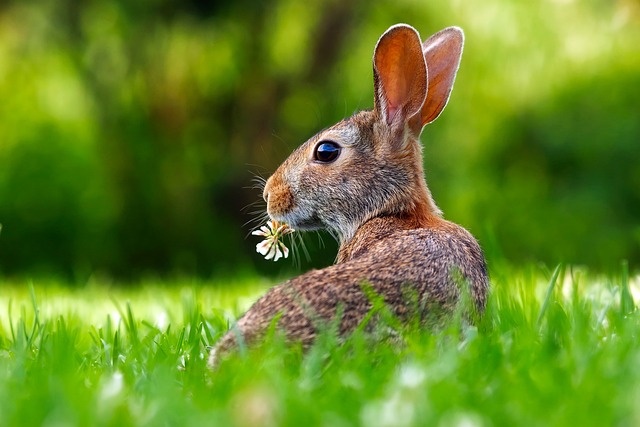 Czym można zarazić się od królika? Czym można zarazić się od królika?