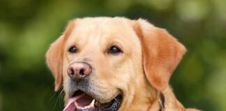 Czy woda kokosowa jest podobna do krwi?