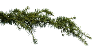 Co na zatkanie u królika?