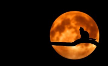 Jak poznać że kot chce się bawić?