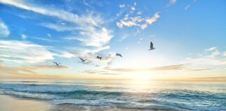 Jaki ptak jest najinteligentniejszy?