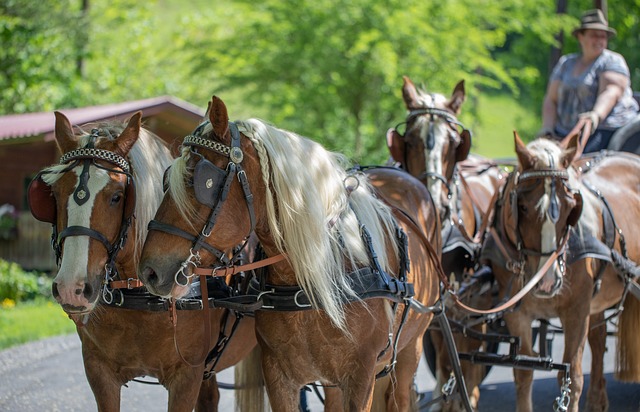 Gdzie najlepiej postawić klatkę z papuga? Gdzie najlepiej postawić klatkę z papuga?