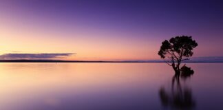 Ile wody jest w kokosie?