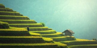 Czy pies może jeść ryż dmuchany?