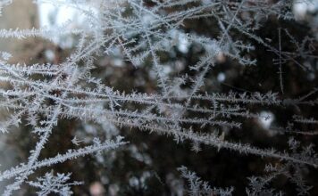Czy można mrozić produkty pakowane próżniowo?