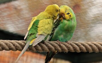 Czy papużki faliste mogą jeść płatki owsiane?