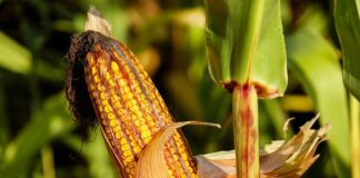 Jak się robi kolby dla papug?