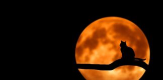 Czy można budzić kota ze snu?