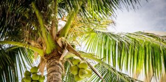 Czy kokos jest słodki?