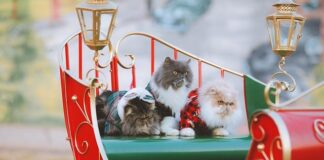 Czy swetry można Zapakować Próżniowo?