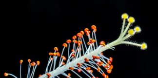 Czy jest mleczko kokosowe w Biedronce?