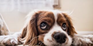 Co dla psa na matę do lizania?