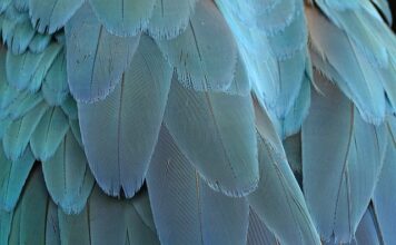 Jak zrobić ptasie mleczko z 3 składników?