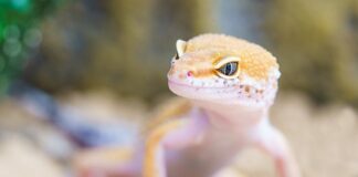 Skąd się biorą robaki u królika?