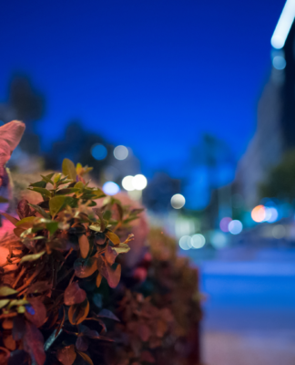 Kot podjada w nocy: jak ustawić suchą karmę, żeby było spokojniej Kot podjada w nocy