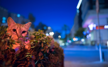 Kot podjada w nocy: jak ustawić suchą karmę, żeby było spokojniej Kot podjada w nocy